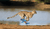 Spot Xero Shoes During Your Next Safari!